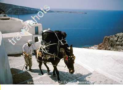 220261Donkey-Santorini.jpg