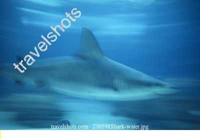 230598Shark-water.jpg